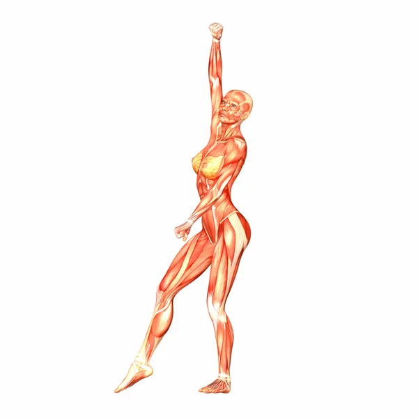 Anatomía del cuerpo humano femenino —  Fotos de Stock