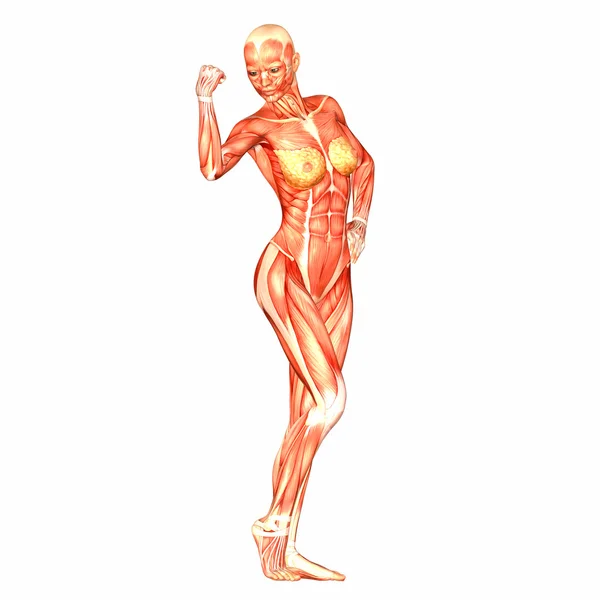 Anatomie des menschlichen Körpers — Stockfoto