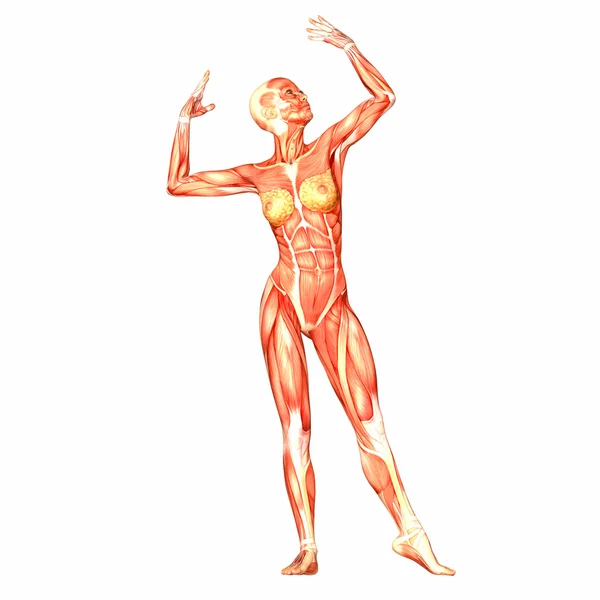 Female Human Body Anatomy — Stock Photo, Image