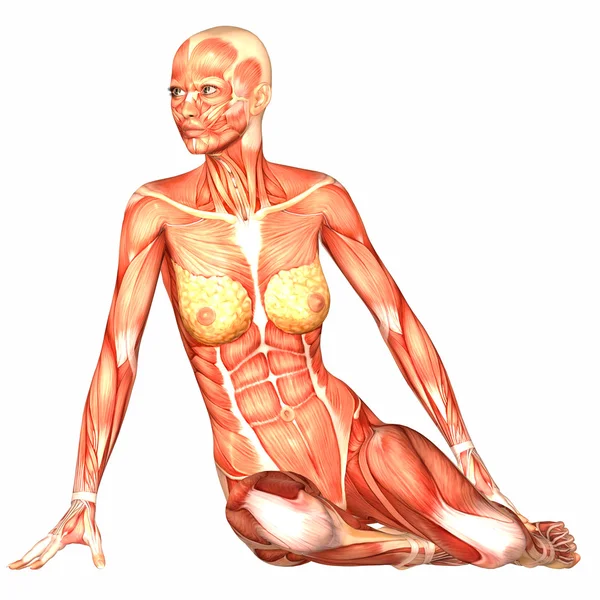 Anatomii ludzkiego ciała kobiety — Zdjęcie stockowe
