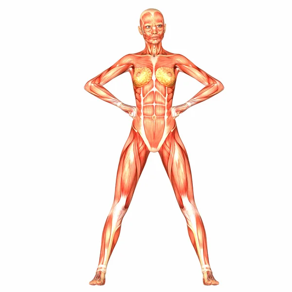 Dişi insan vücudu anatomisi — Stok fotoğraf