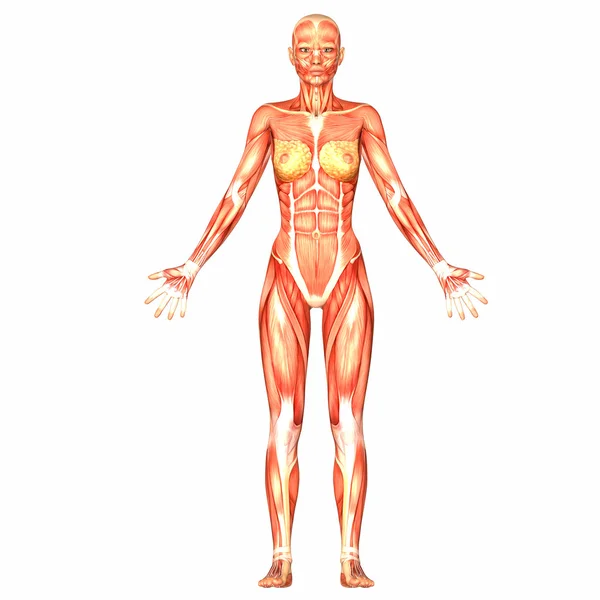 女性人体解剖 — 图库照片
