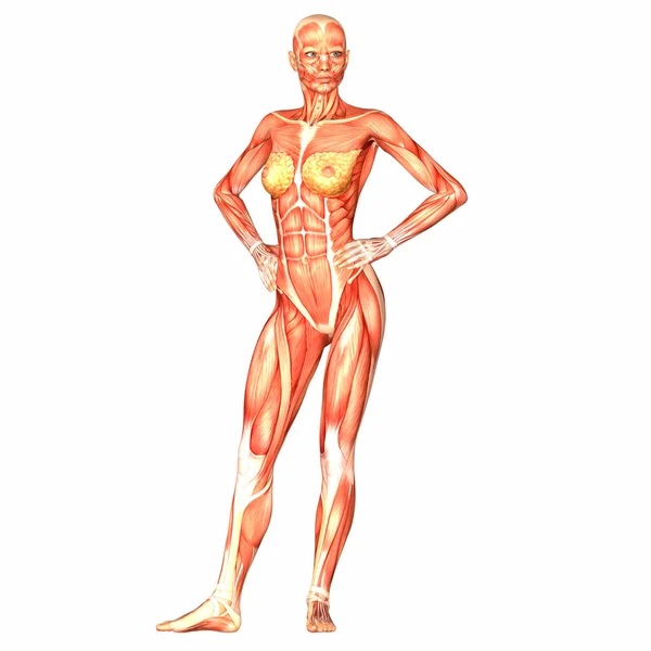 Anatomía del cuerpo humano femenino — Foto de Stock