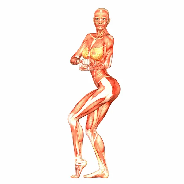 Ženské lidské tělo anatomie — Stock fotografie