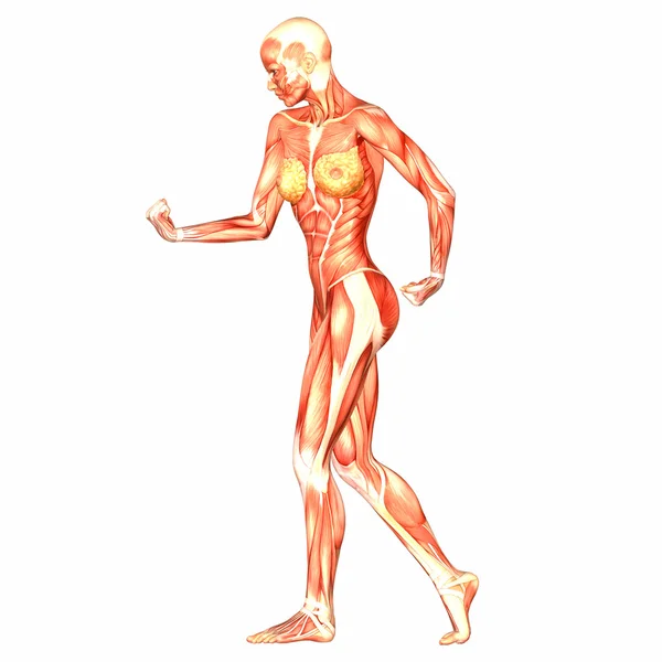 Female Human Body Anatomy — Stock Photo, Image