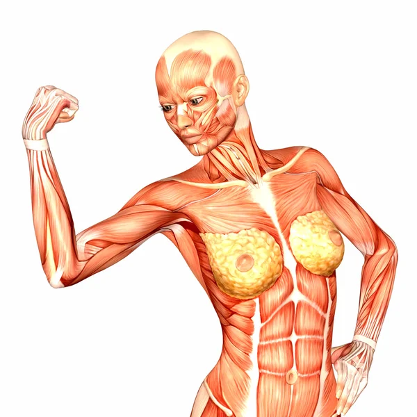 Жіночий людини верхню частину тіла анатомії Ліцензійні Стокові Зображення
