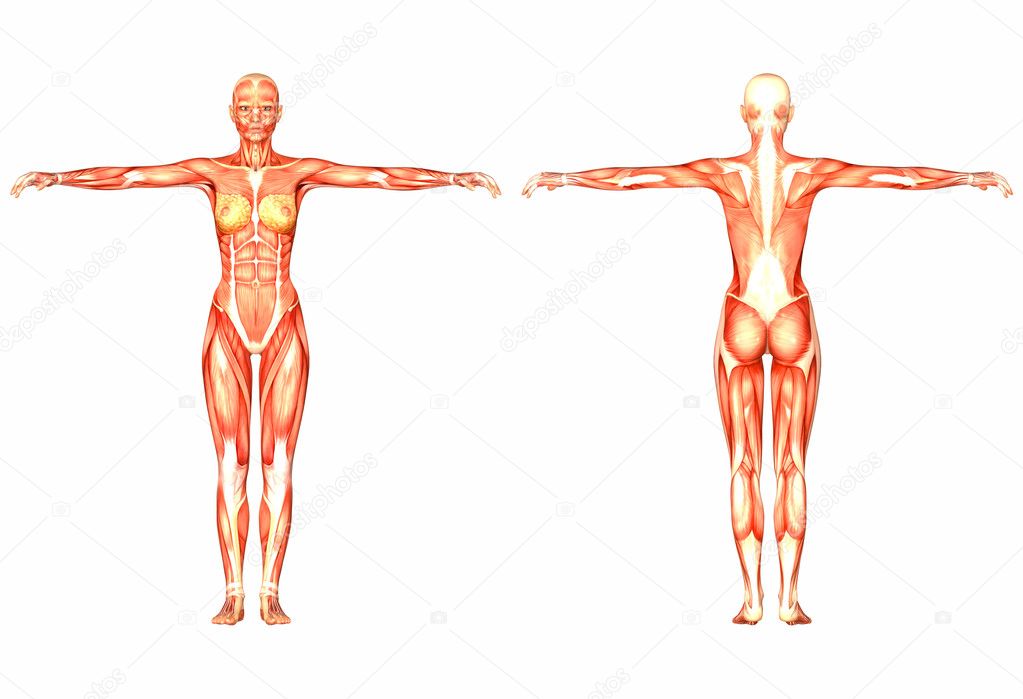 Female human body front and back | Female Human Body ...