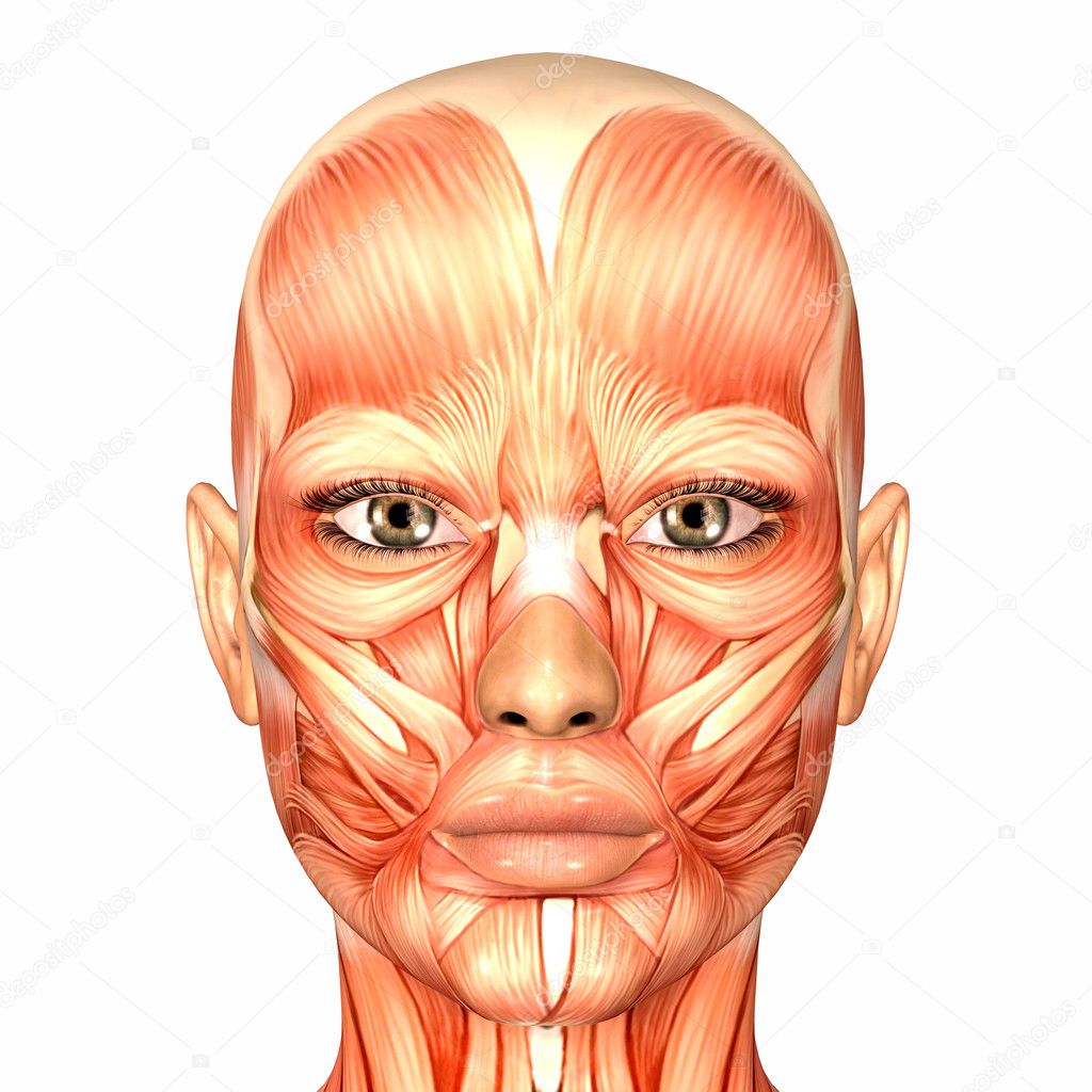 Female Human Face Anatomy