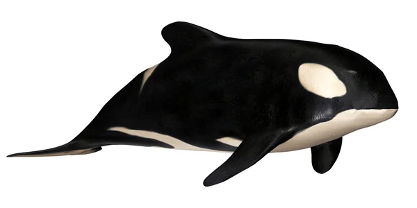 Φάλαινα δολοφόνος — Φωτογραφία Αρχείου