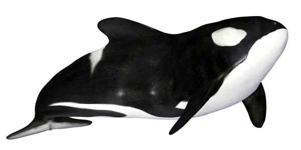 Baleia assassina — Fotografia de Stock
