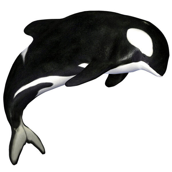 Killer Whale