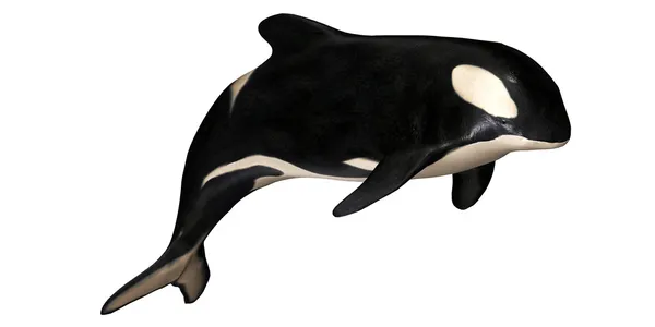 キラークジラ ロイヤリティフリーのストック写真
