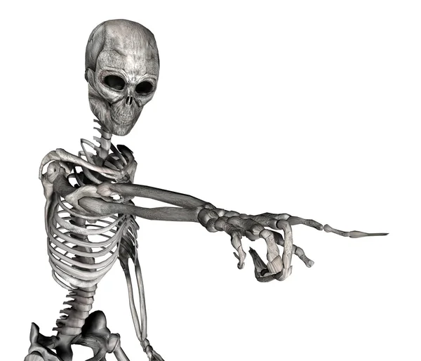 Skeleton Pointing — Stock Photo, Image