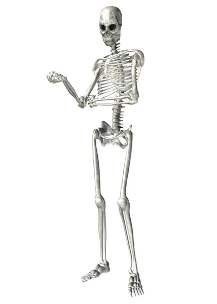 Скелет — стокове фото