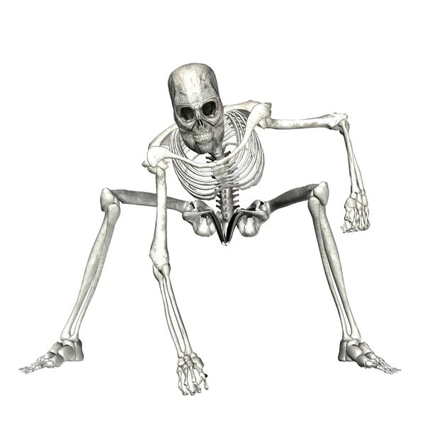 Скелет — стокове фото
