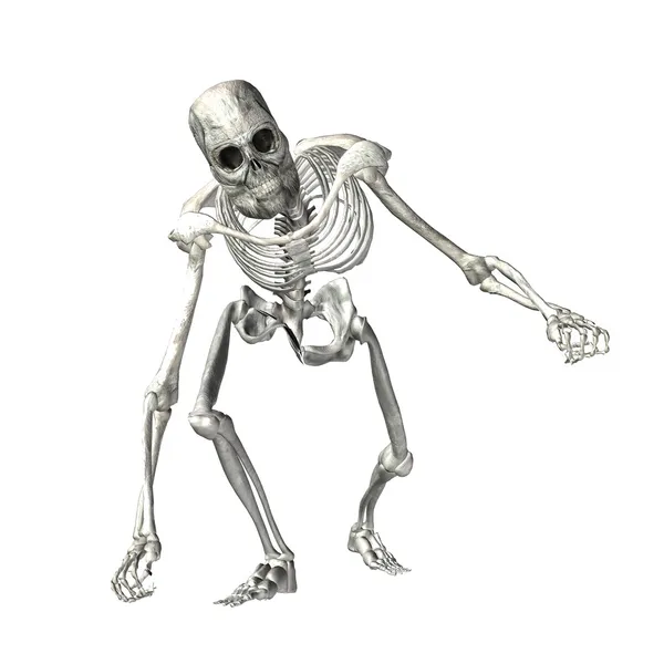 Skelett — Stockfoto