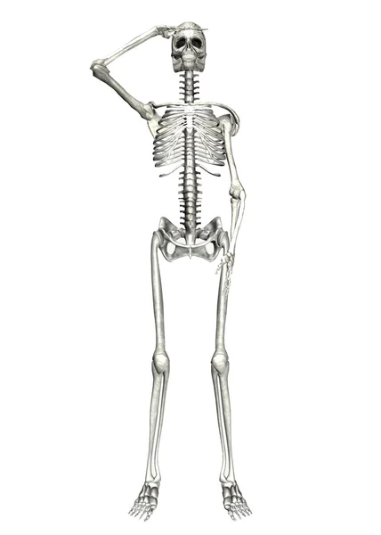 Skelett — Stockfoto