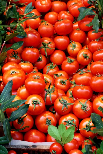 Tomat segar — Stok Foto