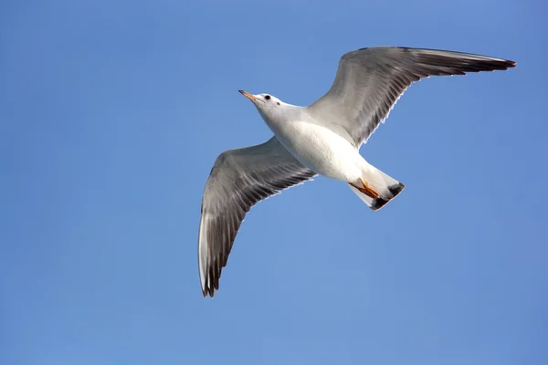 滑翔海鸥 — 图库照片