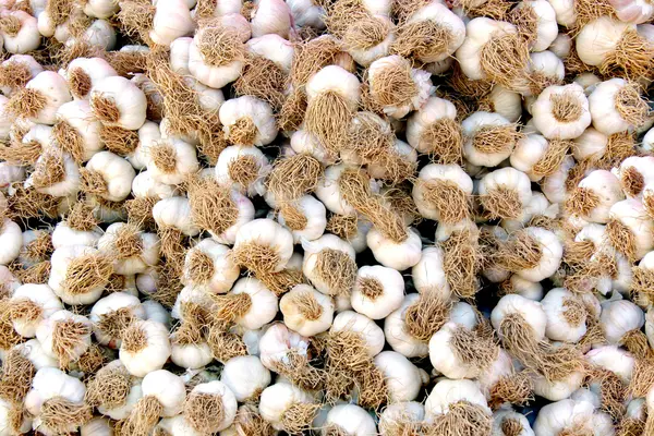 Garlics como fundo — Fotografia de Stock