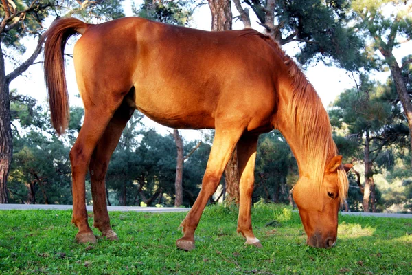 Cavallo al pascolo l'erba — Foto Stock