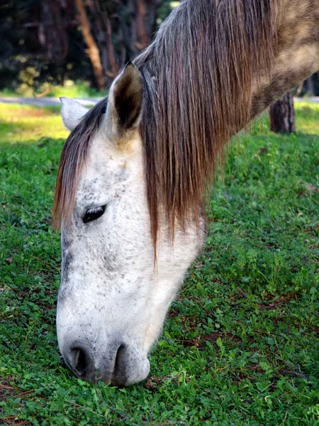 Kůň krmení — Stock fotografie