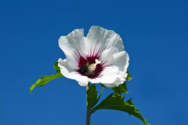 White Hibiscus — Stock Photo, Image