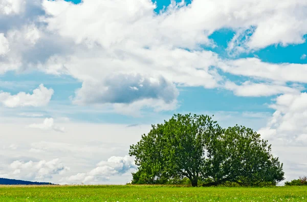 Дерево летом — стоковое фото