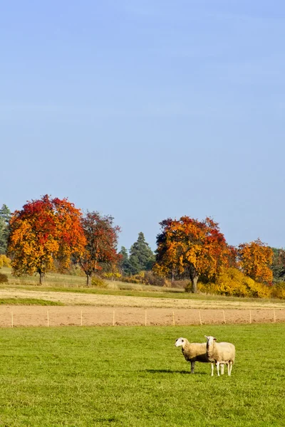 Owce w jesieni — Zdjęcie stockowe