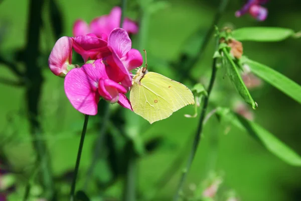 stock image Brimstone Butterfly