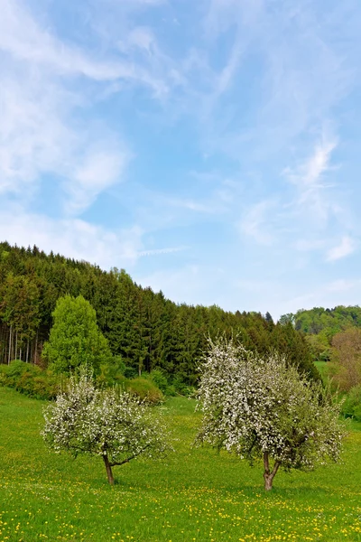 Деревья весной — стоковое фото