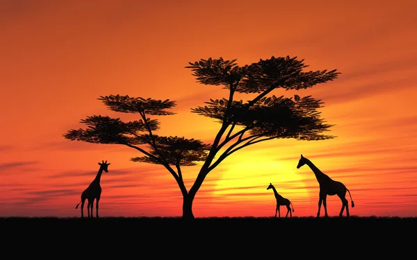 Pôr do sol africano Imagens De Bancos De Imagens