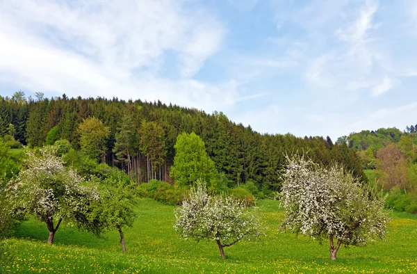 Árvores na primavera — Fotografia de Stock