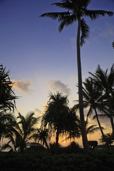 Soluppgången genom palmerna — Stockfoto