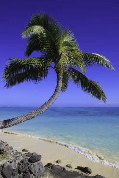 Palmträd över vattnet — Stockfoto