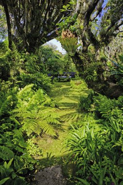 Hawaii tropik bahçe