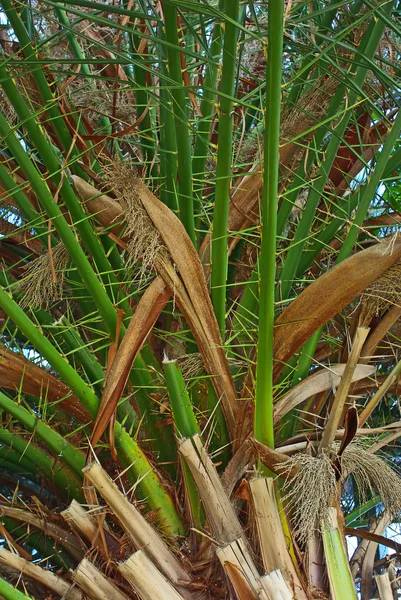 Palmeira em flor — Fotografia de Stock