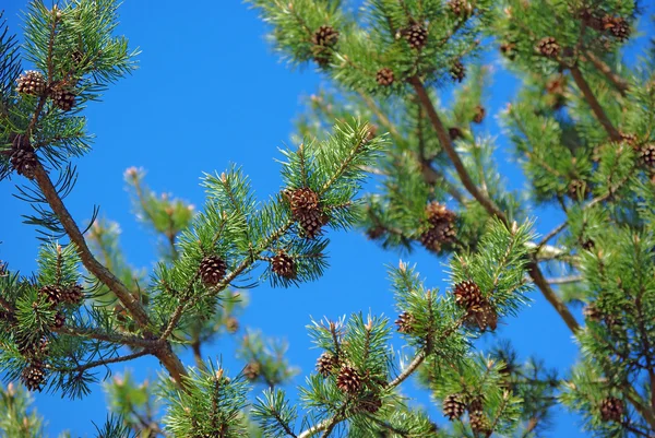 Pinetree branches with cones against blue sky — Stock Photo, Image