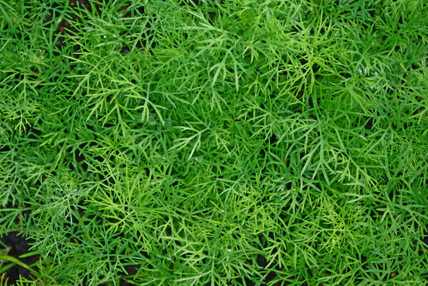 Growing dill natural background