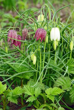 fritillaria destek