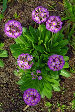 Pembe çuha çiçeği çiçek ve Bud (primula Vulgaris)