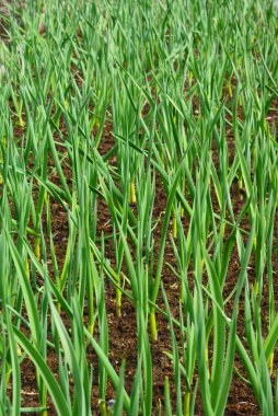 Garlic sprouts in early spring at the garden clipart