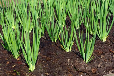 Onion sprouts in early spring at the garden clipart