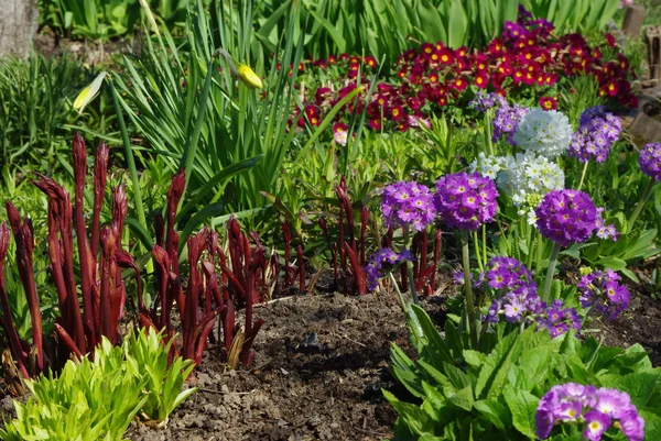 Spring Flower Bed — Stock Photo, Image