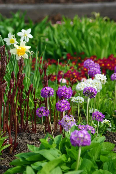 stock image Spring Flower Bed