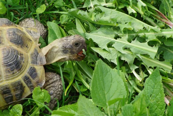 Żółw jedzenia trawy — Zdjęcie stockowe