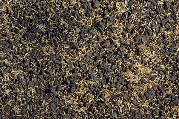Semena sekačky trávy na půdě — Stock fotografie