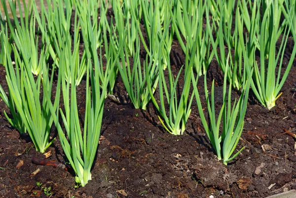 Onion sprouts in early spring at the garden — Stock Photo, Image
