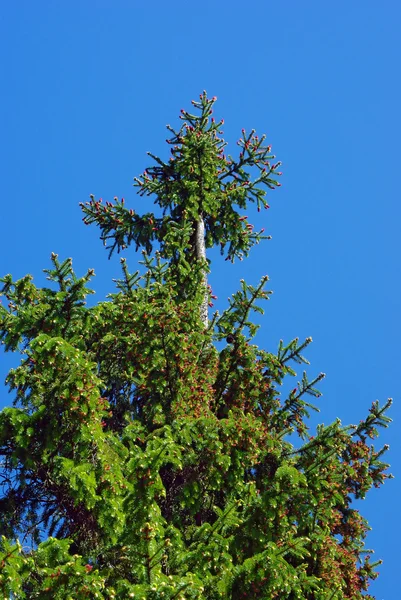Bald spruce — Stock Photo, Image