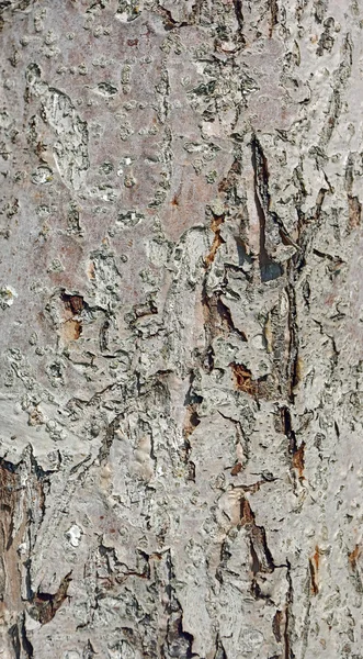 Puun kuoren tausta — kuvapankkivalokuva